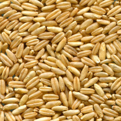 Avena PREVISION