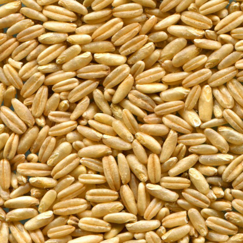 Avena PREVISION