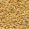 Avena PREVISION