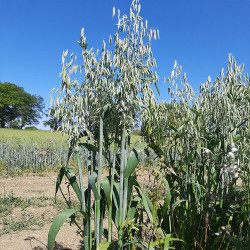Avena Claretta