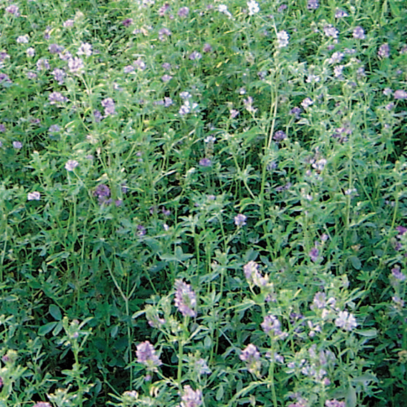 Erba medica Eride