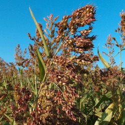 Sorghum sudanense